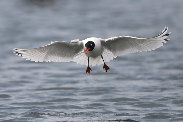 Mediterranean Gull  2007 Fraser Simpson