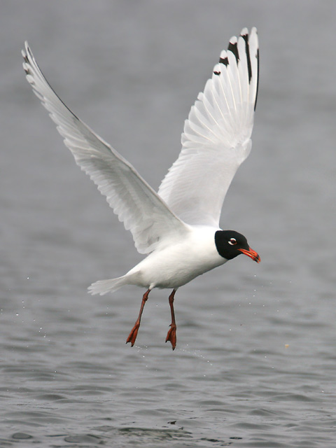 Mediterranean Gull  2007 Fraser Simpson