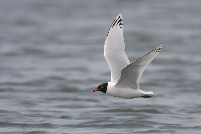 Mediterranean Gull  2007 Fraser Simpson