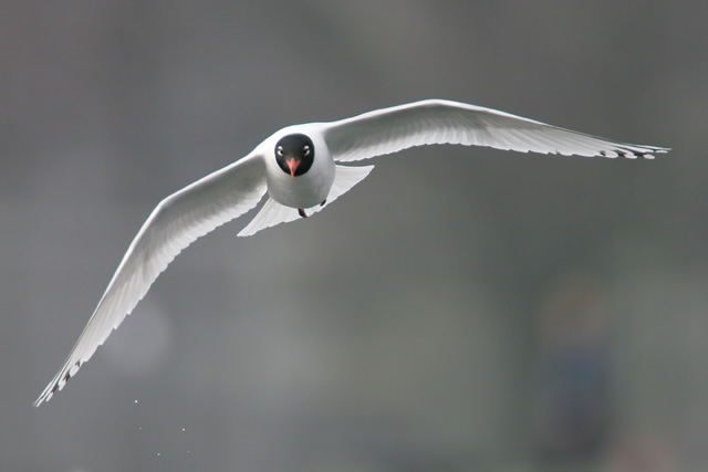 Mediterranean Gull  2007 Fraser Simpson