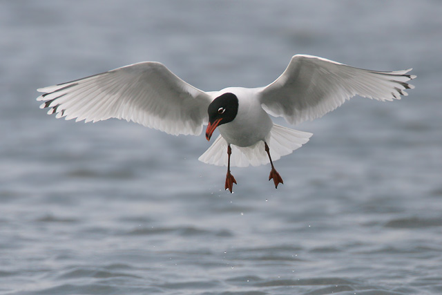 Mediterranean Gull  2007 Fraser Simpson