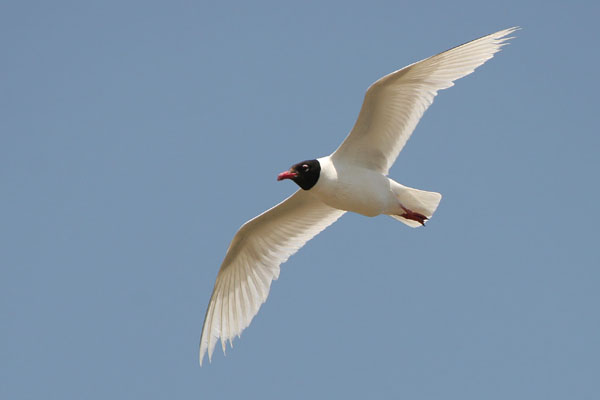 Mediterranean Gull  2005 Fraser Simpson