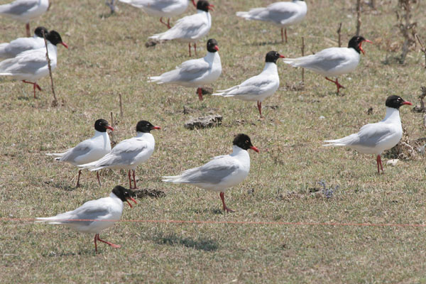 Mediterranean Gull  2005 Fraser Simpson