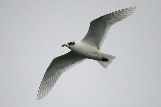 Mediterranean Gull  2007 Fraser Simpson