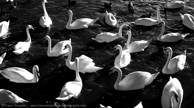 Mute Swan © 2013 Fraser Simpson