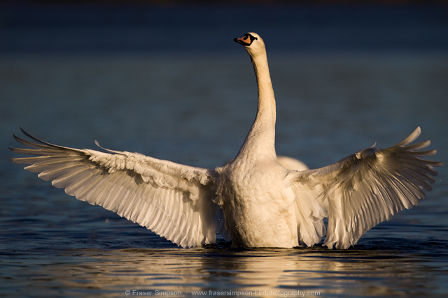 Mute Swan © 2015 Fraser Simpson