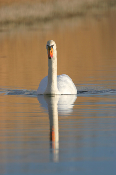 Mute Swan � 2007 Fraser Simpson