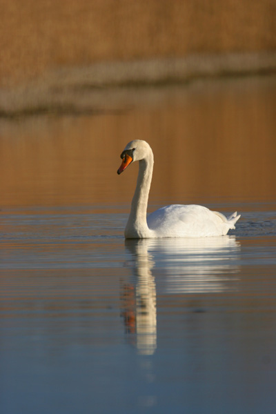 Mute Swan � 2007 Fraser Simpson