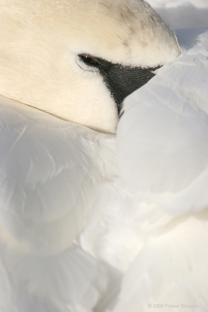 Mute Swan � 2008 Fraser Simpson