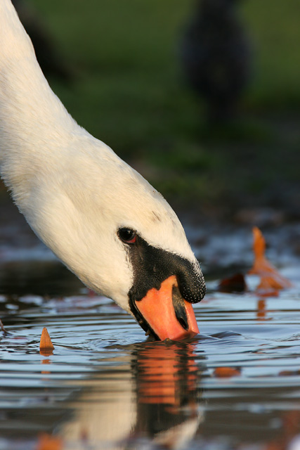 Mute Swan � 2007 Fraser Simpson