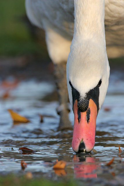 Mute Swan � 2007 Fraser Simpson
