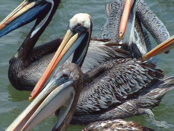 Peruvian Pelican  2004 Fraser Simpson