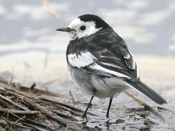Pied Wagtail  2007 Fraser Simpson