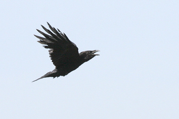 Common Raven  2005 Fraser Simpson