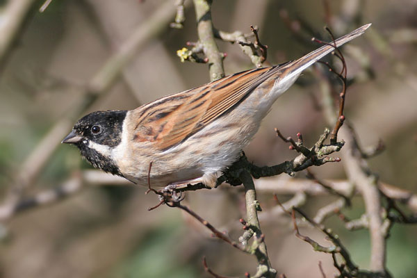 Reed Bunting  2006 Fraser Simpson