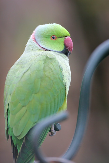 Ring-necked Parakeet   2007 Fraser Simpson