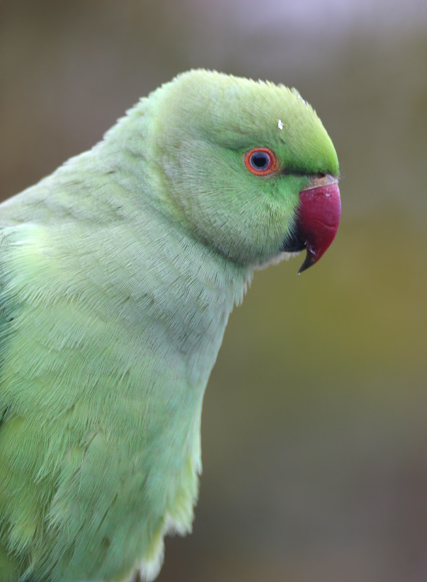 Ring-necked Parakeet   2007 Fraser Simpson