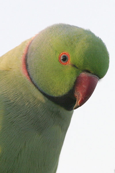 Ring-necked Parakeet   2005 Fraser Simpson
