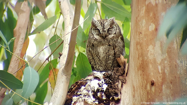 Eurasian Scops Owl  2017 Fraser Simpson