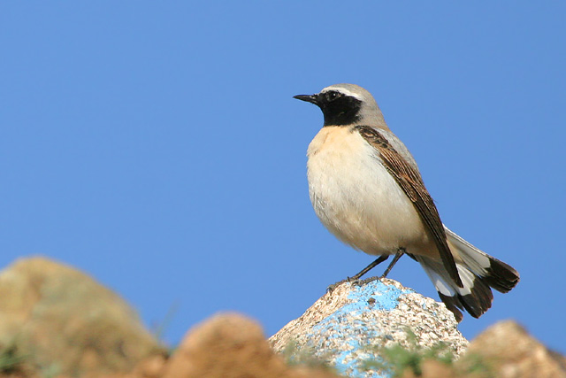 Seebohm's Wheatear  2007 Fraser Simpson