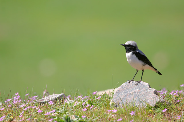 Seebohm's Wheatear  2007 Fraser Simpson