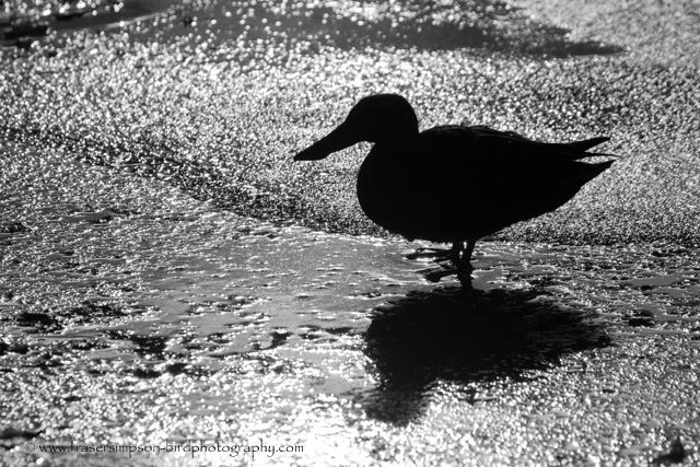Shoveler  � 2010 Fraser Simpson