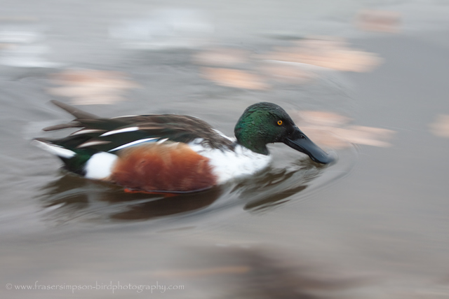 Shoveler  � 2010 Fraser Simpson