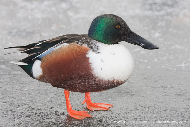 Shoveler  � 2010 Fraser Simpson