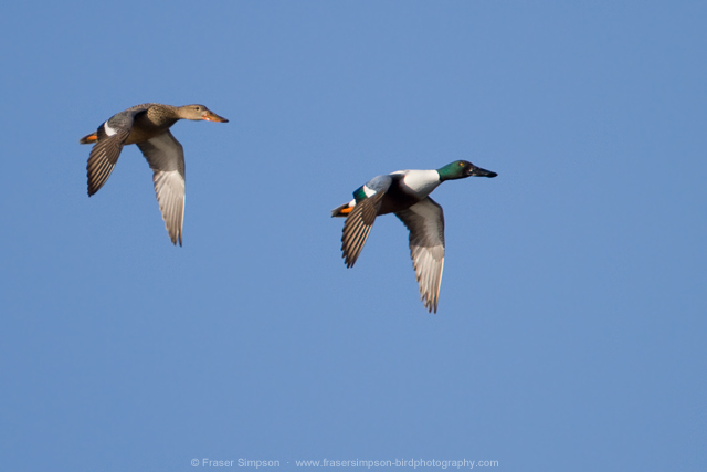 Shoveler   2014 Fraser Simpson