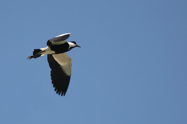 Spur-winged Lapwing   2005 Fraser Simpson