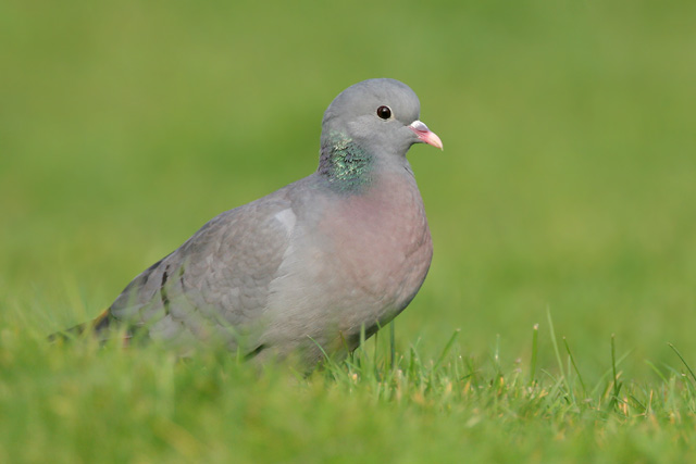 Stock Dove  2007 Fraser Simpson