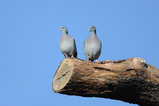 Stock Dove  2008 Fraser Simpson