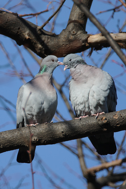 Stock Dove  2008 Fraser Simpson