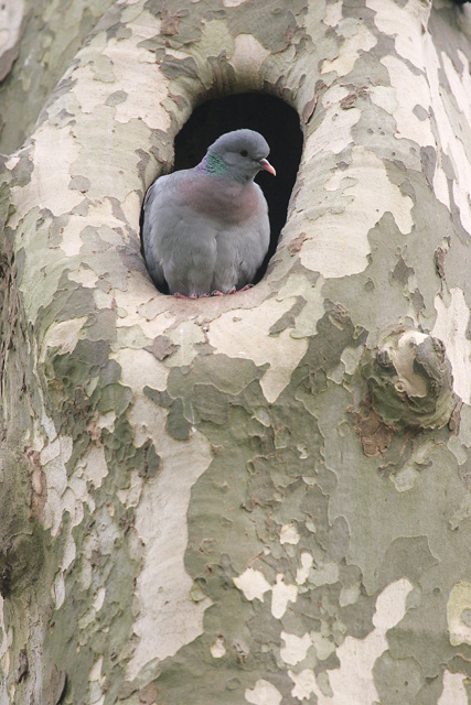 Stock Dove  2008 Fraser Simpson