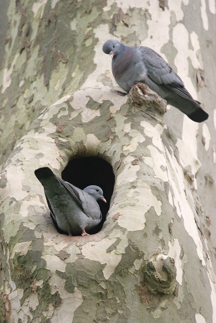 Stock Dove © 2008 Fraser Simpson