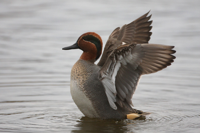 Common Teal  2008 Fraser Simpson