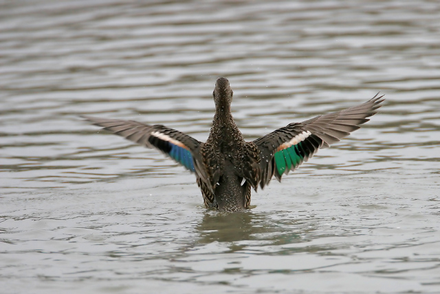 Common Teal  2007 Fraser Simpson