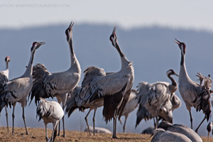 Eurasian Crane  2010 Fraser Simpson