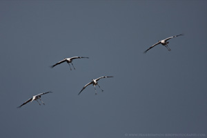 Eurasian Crane  2010 Fraser Simpson