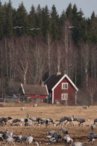 Eurasian Crane  2010 Fraser Simpson