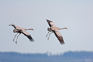 Eurasian Crane  2010 Fraser Simpson