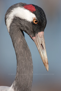 Eurasian Crane  2010 Fraser Simpson