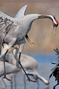 Eurasian Crane  2010 Fraser Simpson