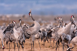 Eurasian Crane  2010 Fraser Simpson