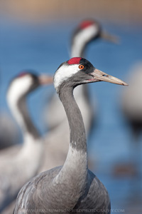 Eurasian Crane  2010 Fraser Simpson