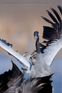 Eurasian Crane  2010 Fraser Simpson