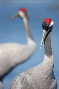 Eurasian Crane  2010 Fraser Simpson