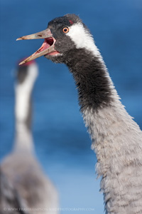 Eurasian Crane  2010 Fraser Simpson