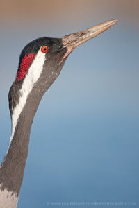 Eurasian Crane  2010 Fraser Simpson