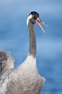 Eurasian Crane  2010 Fraser Simpson